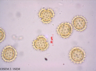 Euryops abrotanifolius - lame n° 36135
